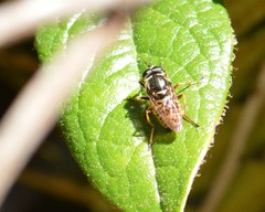 Sphecomyia oraria