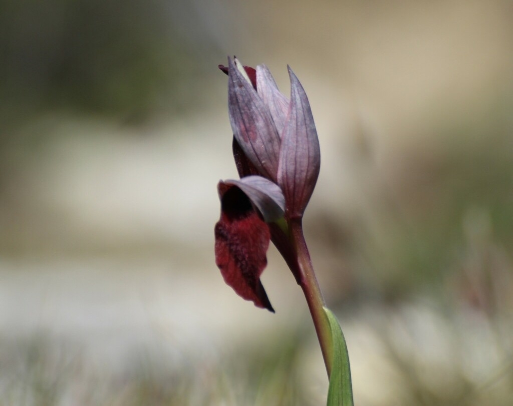 Serapias cordigera
