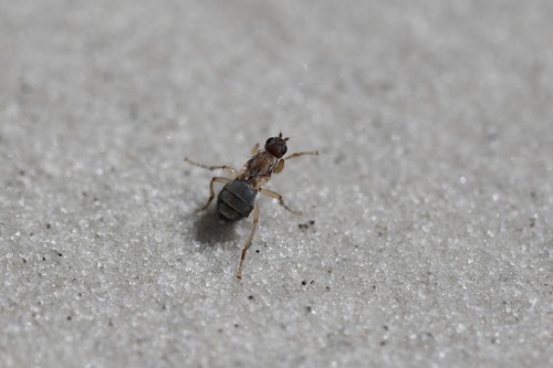 Paractora moseleyi (Paractora moseleyi)