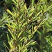 Cliffortia longifolia - Photo (c) Cathy Jenkins, alguns direitos reservados (CC BY-NC-SA), uploaded by Cathy Jenkins