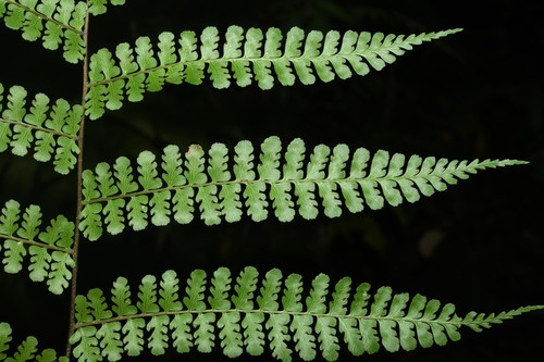 Dennstaedtia obtusifolia observed 2023-08-15