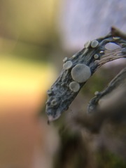 Ramalina ovalis