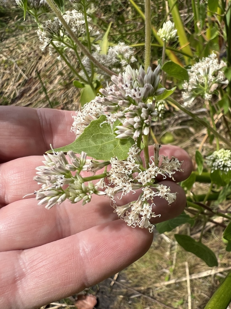 climbing hempvine from SE Indian St, Stuart, FL, US on April 21, 2024 ...