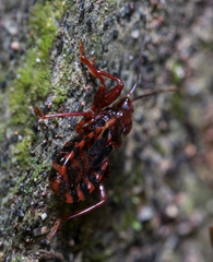 Ectrychotes tonkinensis