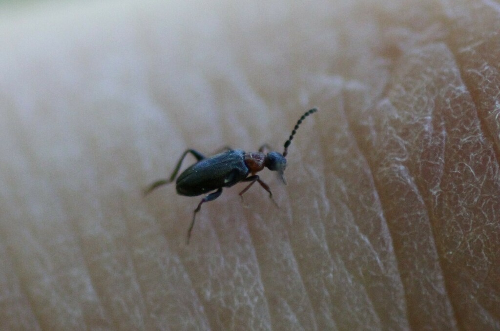 Anidorus sanguinolentus