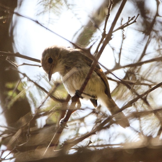 Fulvous-faced Scrub Tyrant (Euscarthmus fulviceps), photo 6