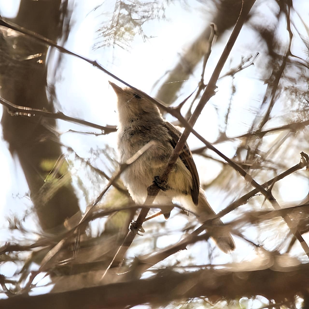 Fulvous-faced Scrub Tyrant (Euscarthmus fulviceps), photo 7