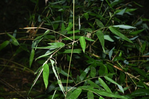 Arthrostylidium scandens