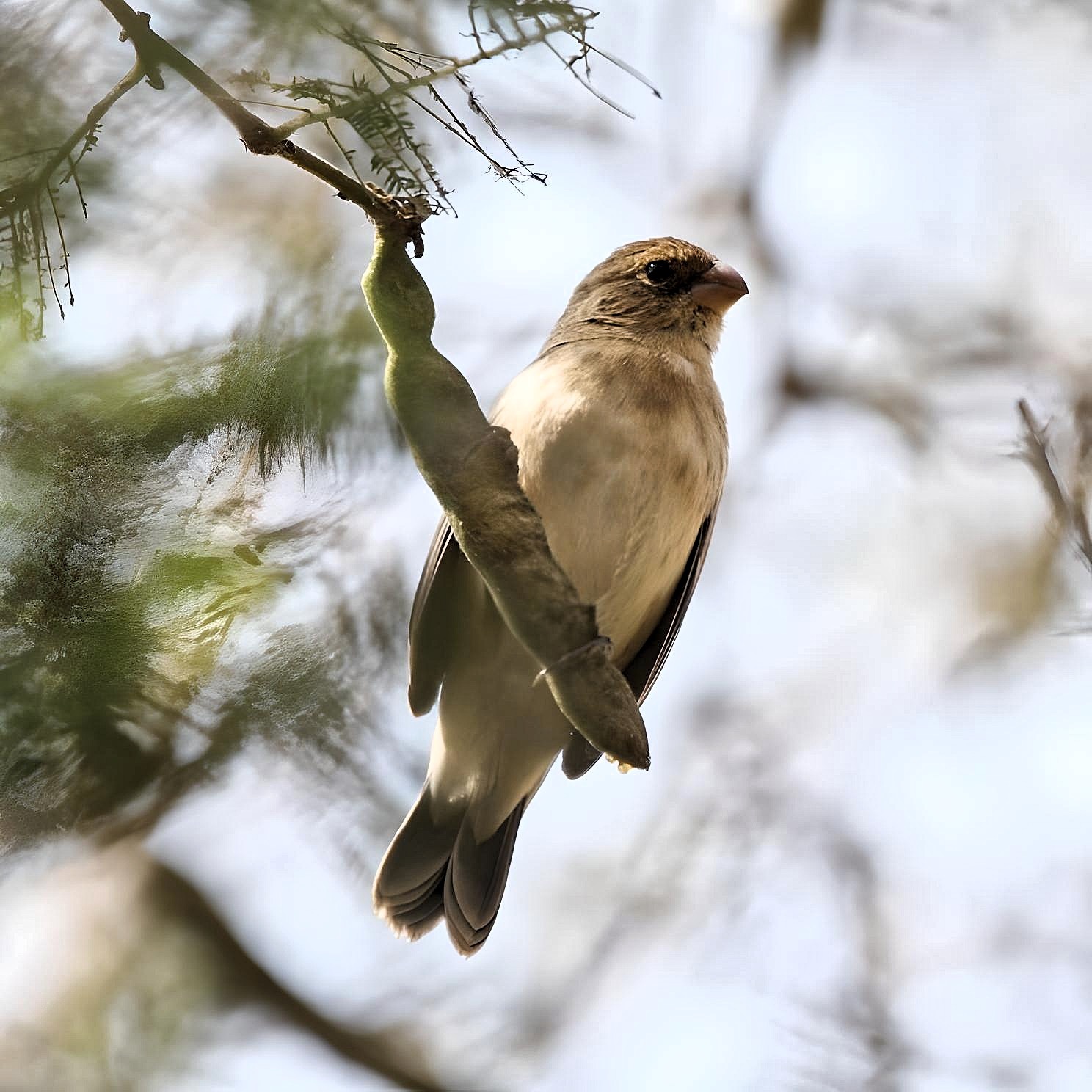 Drab Seedeater (Sporophila simplex), photo 4