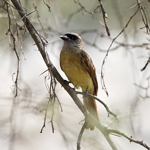 Baird's Flycatcher (Myiodynastes bairdii), photo 5