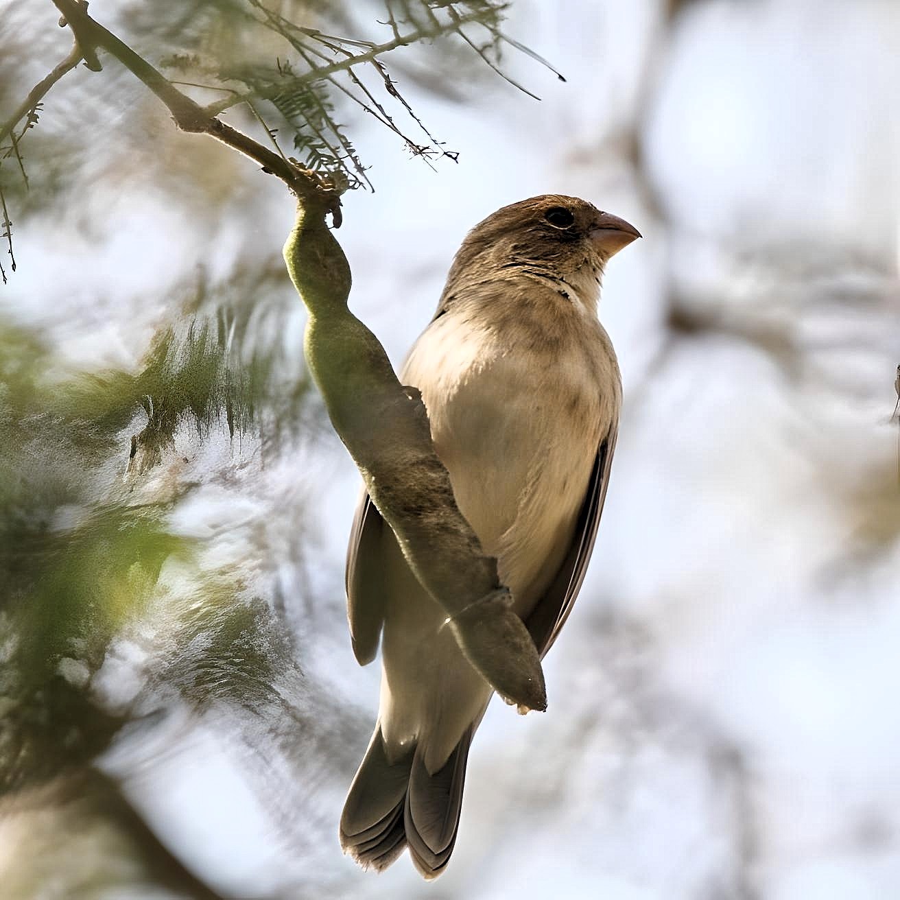Drab Seedeater (Sporophila simplex), photo 3