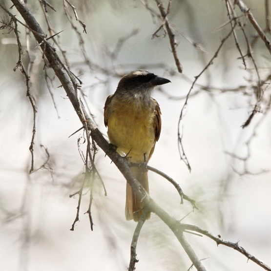Baird's Flycatcher (Myiodynastes bairdii), photo 7