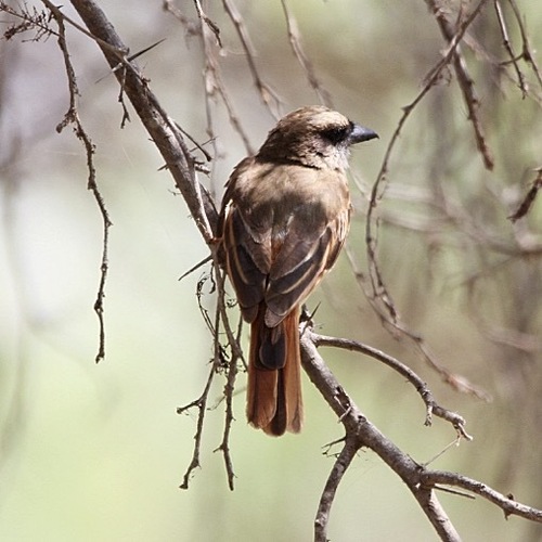 Baird's Flycatcher (Myiodynastes bairdii), photo 6