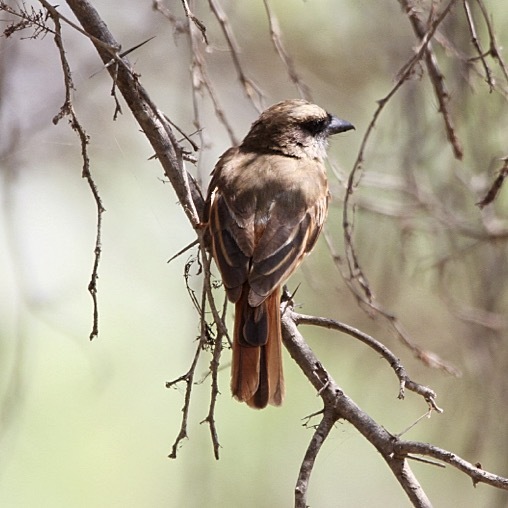 Baird's Flycatcher (Myiodynastes bairdii), photo 6