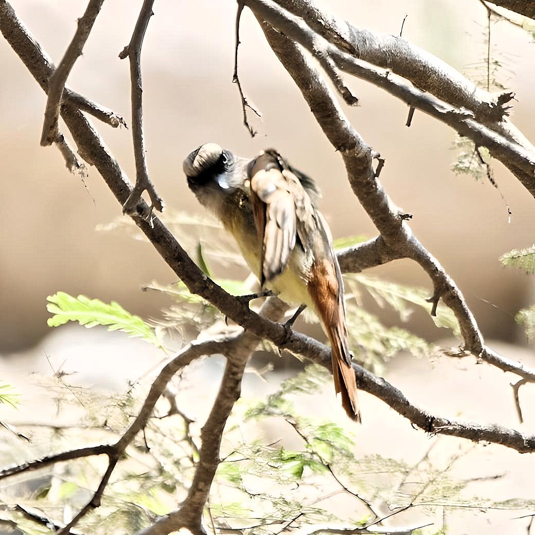 Baird's Flycatcher (Myiodynastes bairdii), photo 8