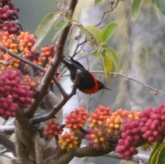 Red-Collared Myzomela photo 3