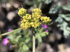 Lomatium observatorium