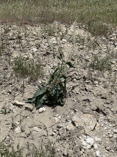 many-flowered thelypodium (Thelypodium milleflorum)
