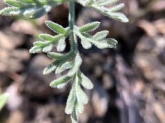 Lomatium observatorium
