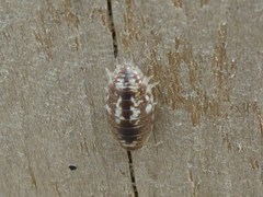 Alloniscus perconvexus