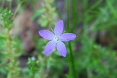 Triodanis biflora