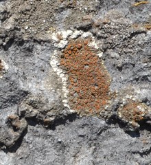 Squamulea galactophylla