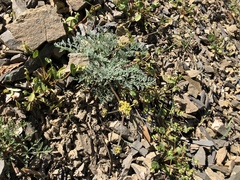 Lomatium observatorium