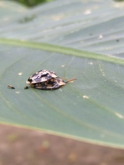 Aslamidium ecuadoricum