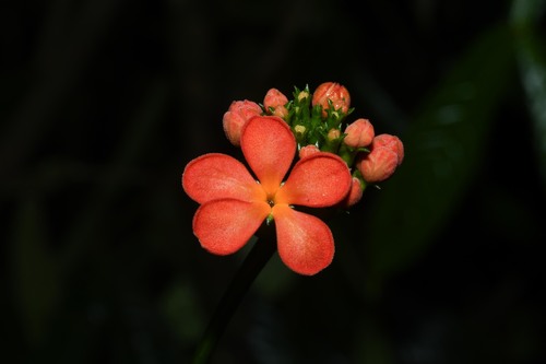 Psiguria