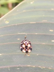 Aslamidium ecuadoricum