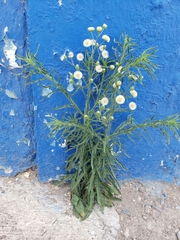 Erigeron bonariensis