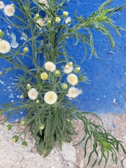 Erigeron bonariensis
