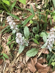 Ajuga nipponensis