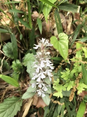 Ajuga nipponensis