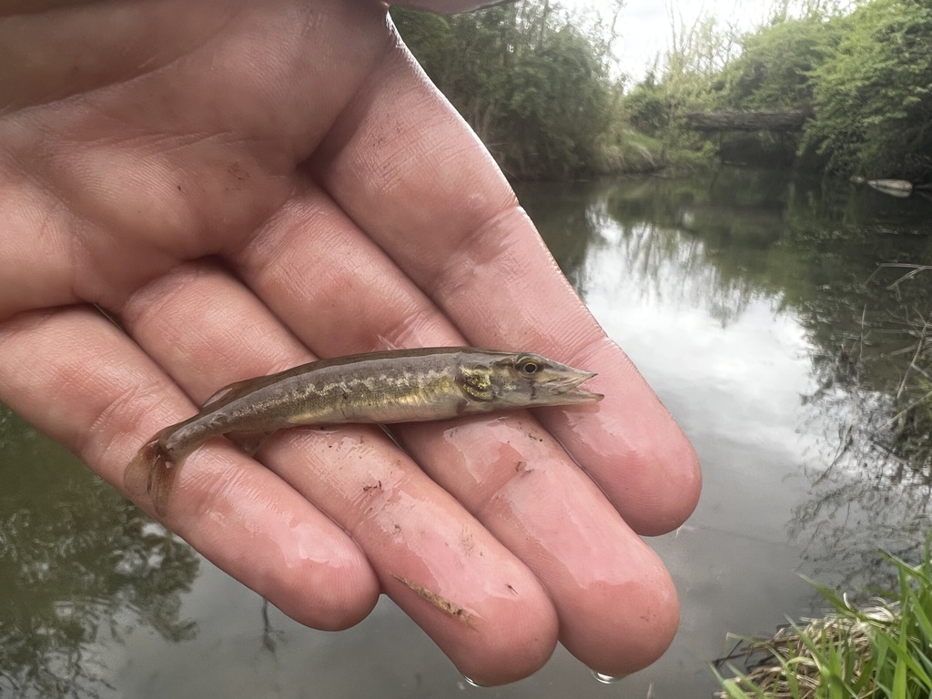 Grass Pickerel From Siebenthaler Wetlands 1 Dayton Oh Us On April