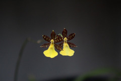 Oncidium graminifolium