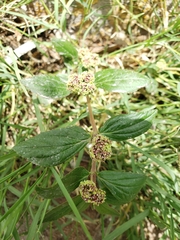 Euphorbia hirta