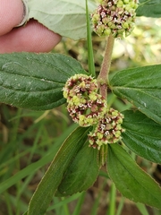 Euphorbia hirta