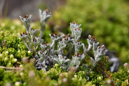 Falkland cudweed (Gamochaeta malvinensis)