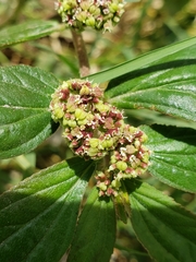 Euphorbia hirta