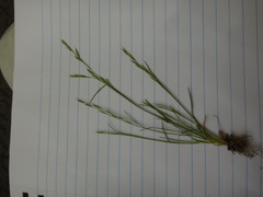 Deschampsia danthonioides