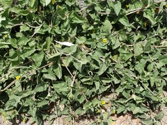 Calyptocarpus vialis