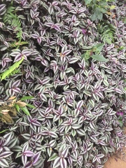 Tradescantia zebrina zebrina