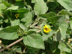 Calyptocarpus vialis