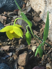 Calochortus amabilis