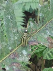 Ommatolampis perspicillata