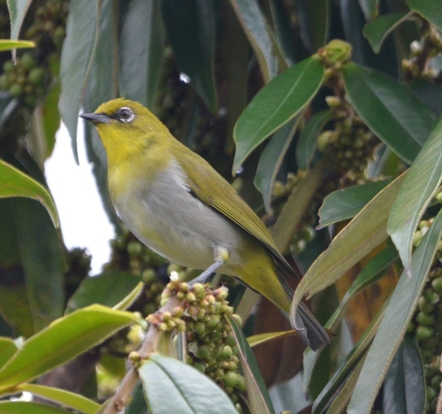 Zosterops novaeguineae, 2024-03-04