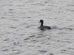 Fulica americana americana