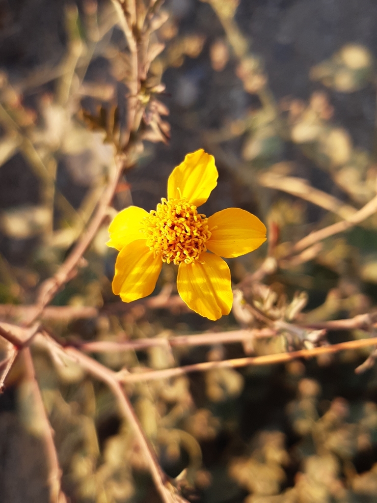 Dyssodia tagetiflora from 76229 Qro., México on April 19, 2024 at 06:20 ...