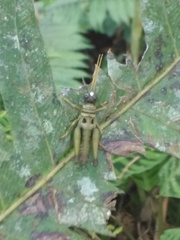 Ommatolampis perspicillata